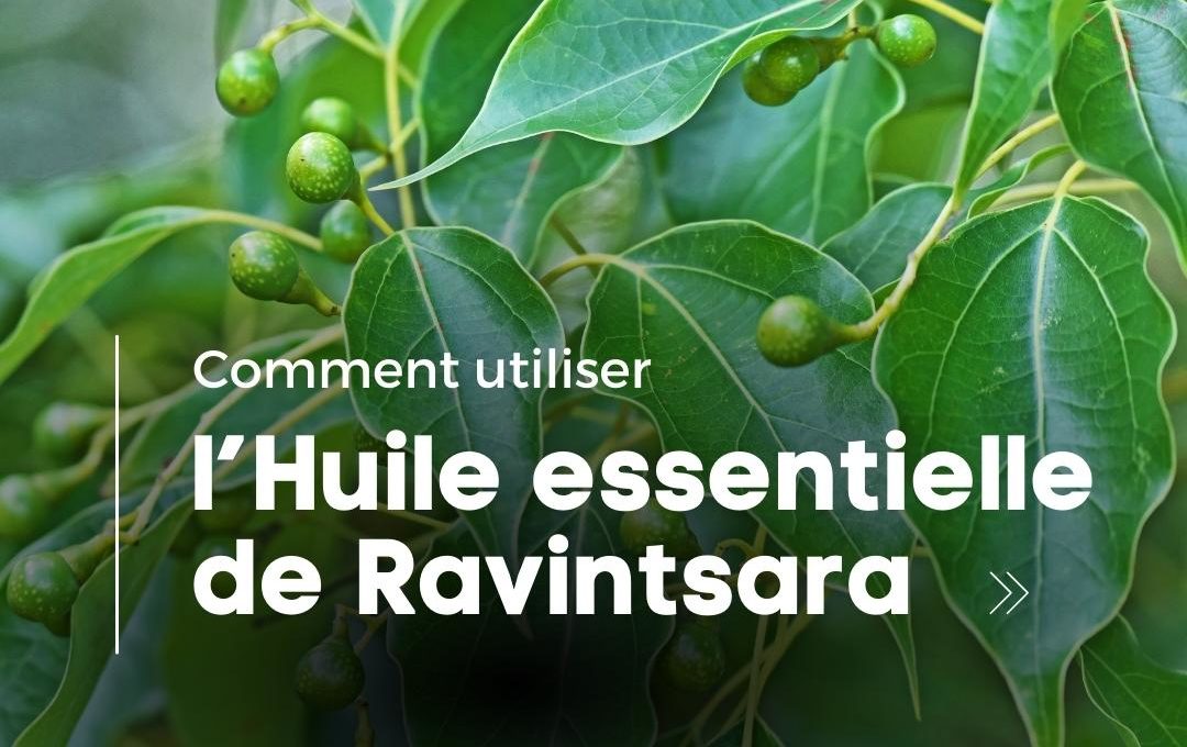 utiliser huile essentielle ravintsara utiliser huile essentielle ravintsara